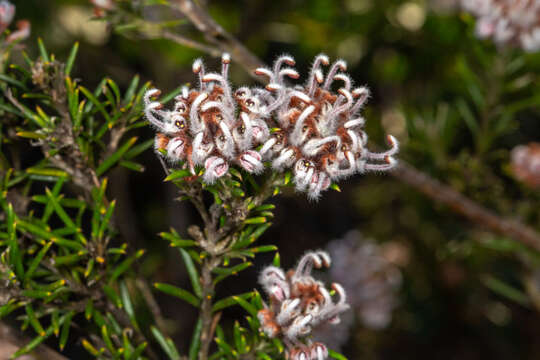 Image of Grevillea acerata Mc Gill.