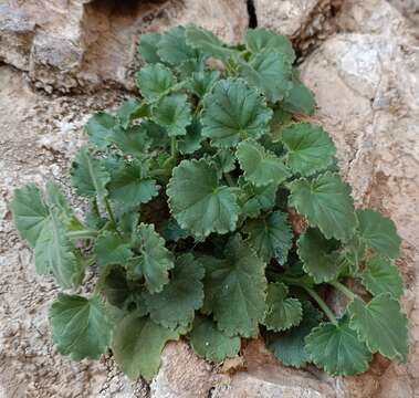 Image of Lafuentea rotundifolia Lag.