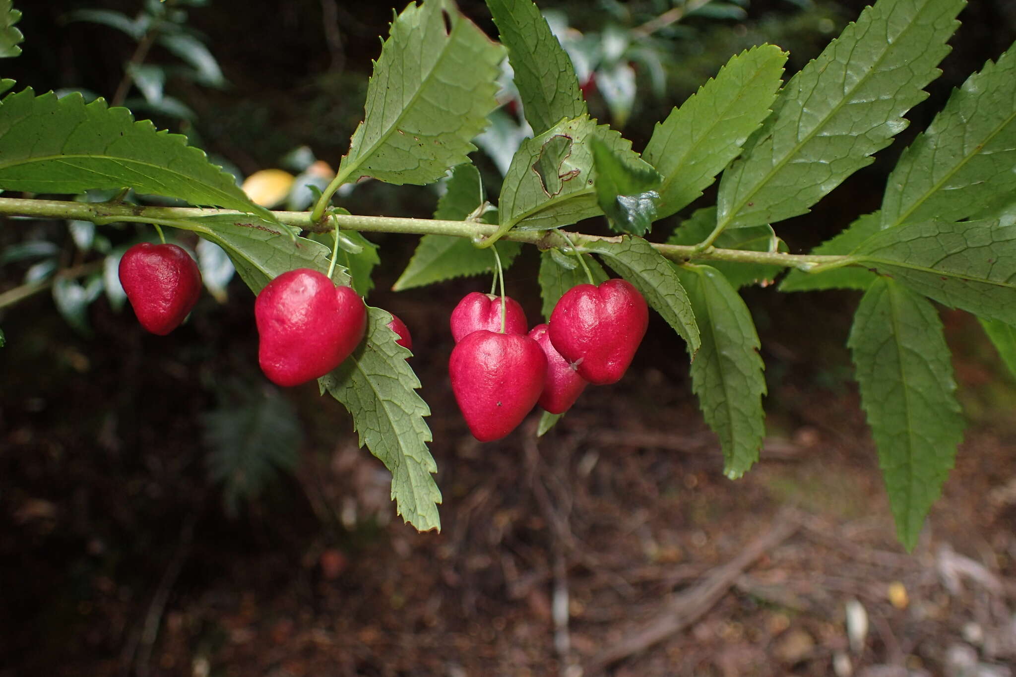 Image of Aristotelia peduncularis (Labill.) J. D. Hook.