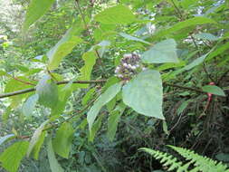 Image of western dogwood