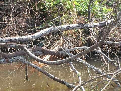 Image of Brown Water Snake