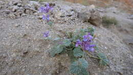 Image of Nepeta floccosa Benth.