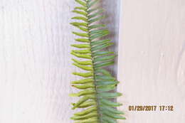 Image of Asian sword fern