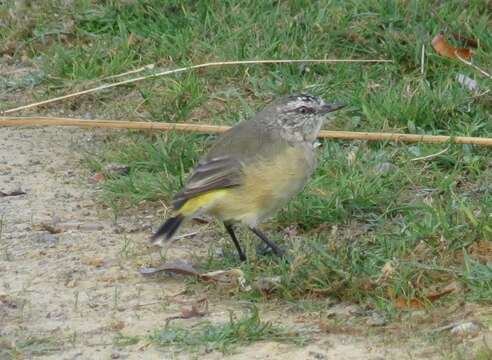 Petroica phoenicea Gould 1837 resmi