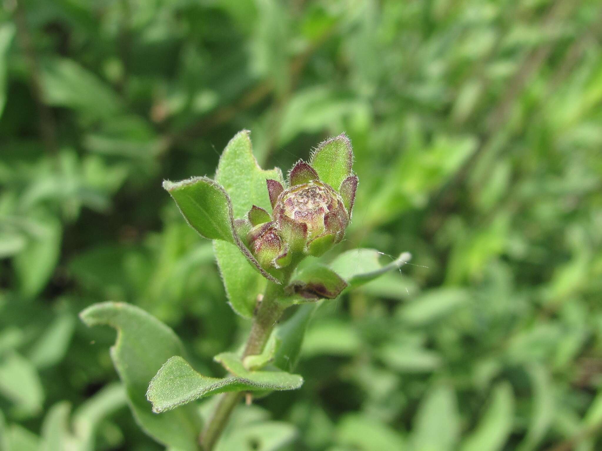 Plancia ëd Aster amellus subsp. bessarabicus (Rchb.) Soó