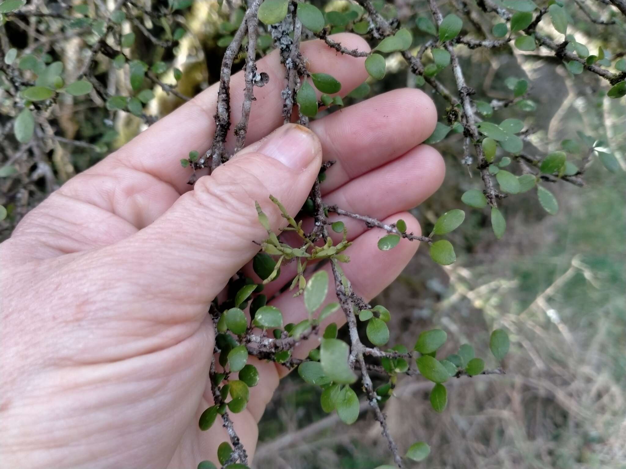 Imagem de Korthalsella lindsayi var. clavata (Kirk) Danser