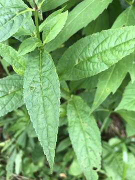 Image of Broad-Tooth Hedge-Nettle