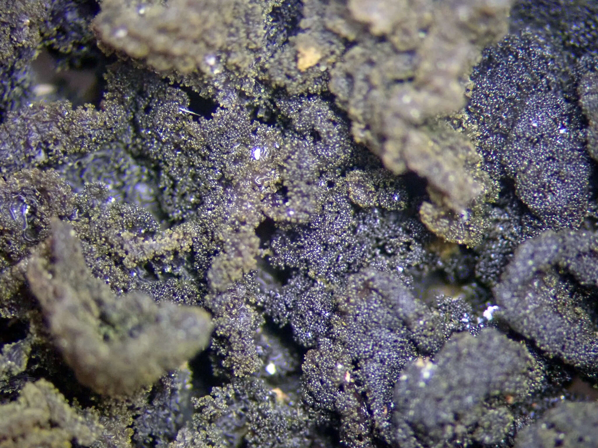 Image of Leptogium coralloideum (Meyen & Flot.) Vain.