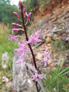 Plancia ëd Dipodium roseum D. L. Jones & M. A. Clem.