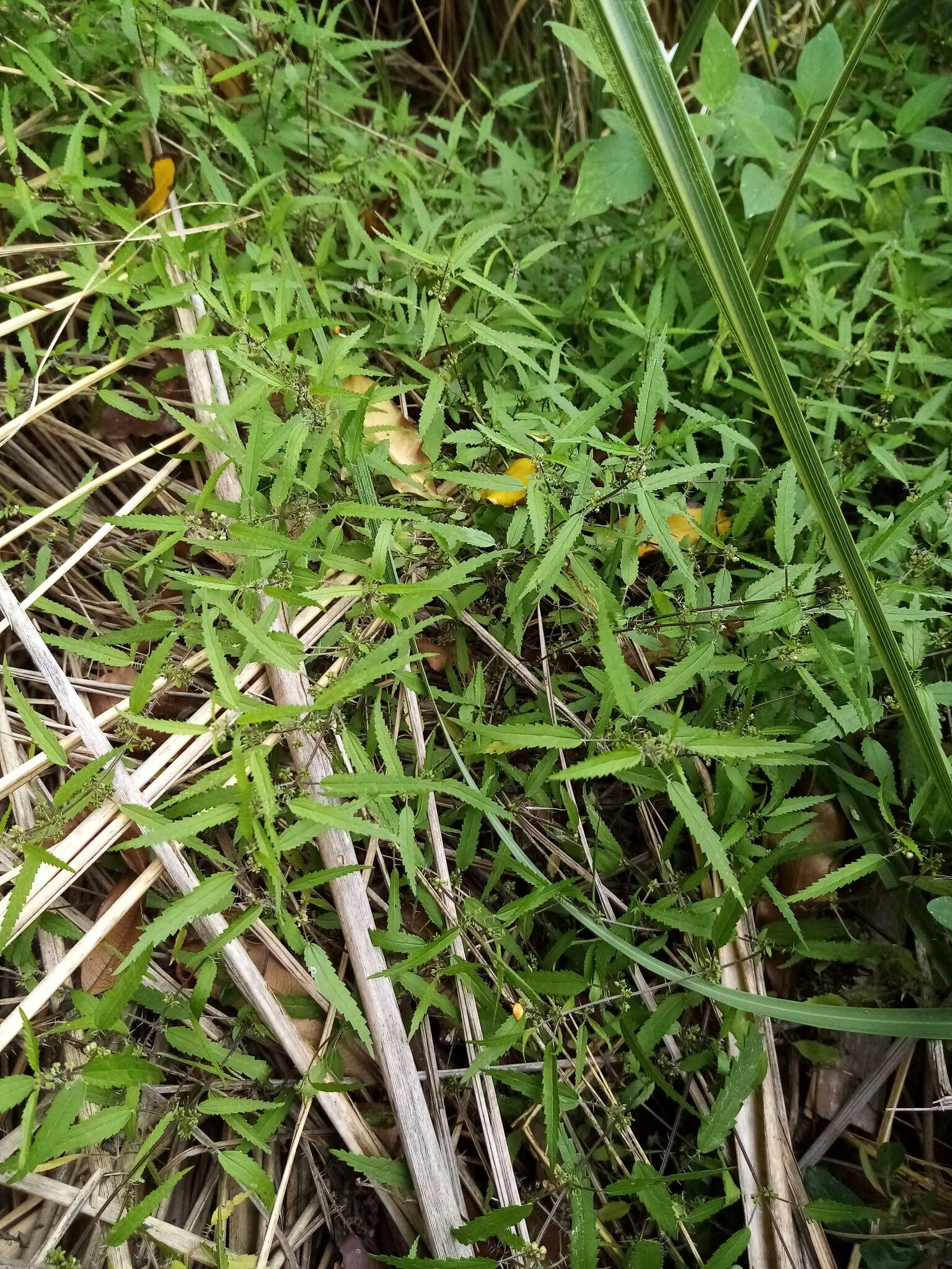 Image of Urtica perconfusa Grosse-Veldm. & Weigend