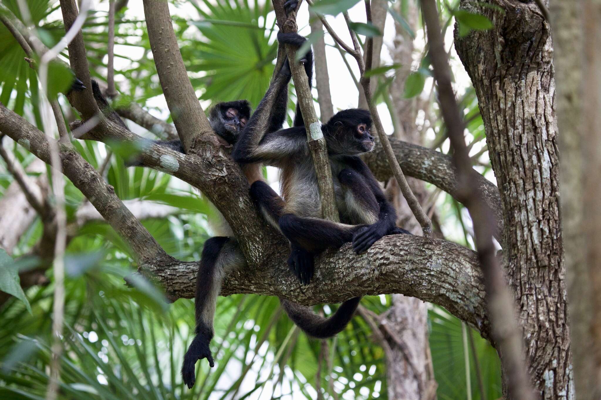 Image of Mexican spider monkey