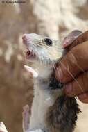 Image of Desert Woodrat