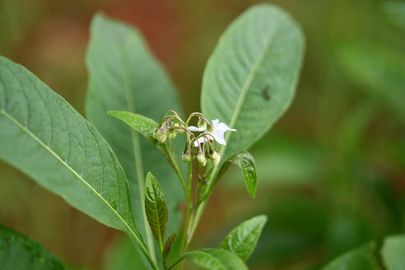 Plancia ëd Solanum aligerum Schltdl.