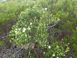 Image of Agathosma apiculata E. Mey. ex Bartl. & Wendl. fil.