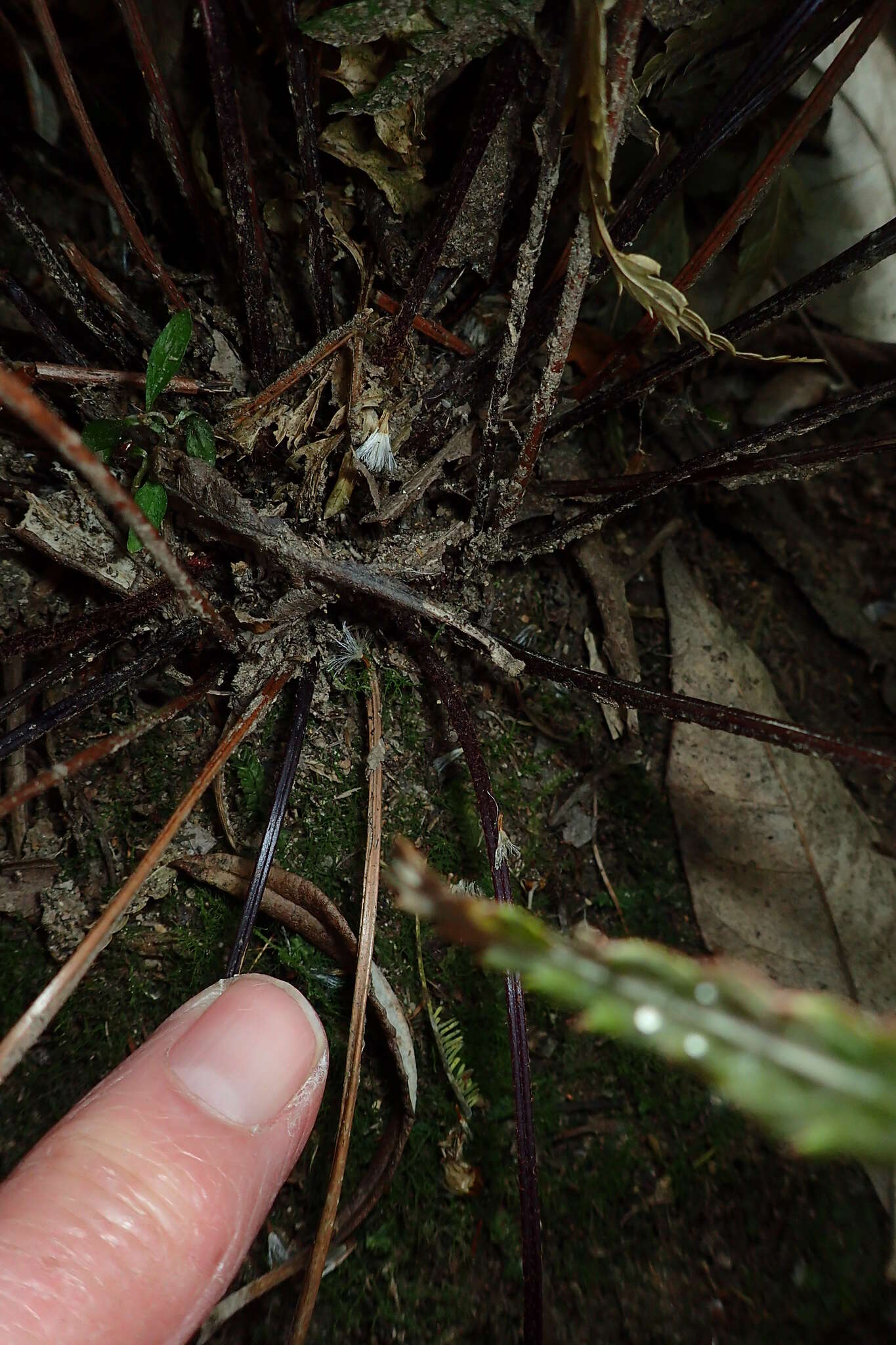 Parapolystichum acuminatum (Houlston) Labiak, Sundue & R. C. Moran的圖片