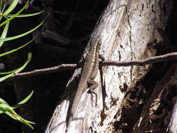 Image of Painted Tree Iguana