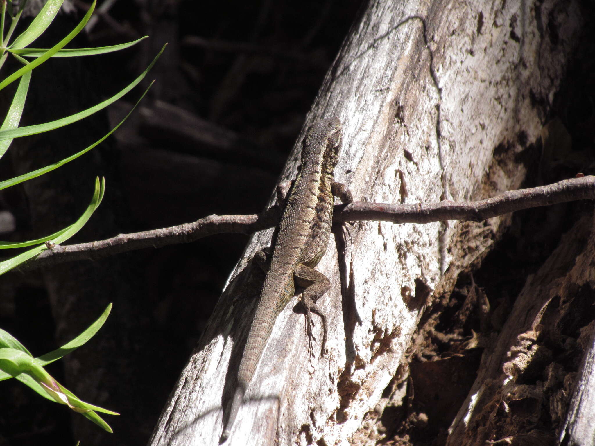 Liolaemus septentrionalis Pincheira-donoso & Nunez 2005的圖片