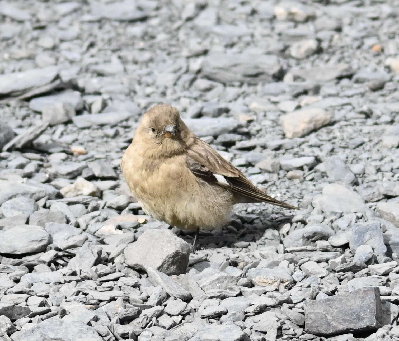 Image of Black-winged Snowfinch