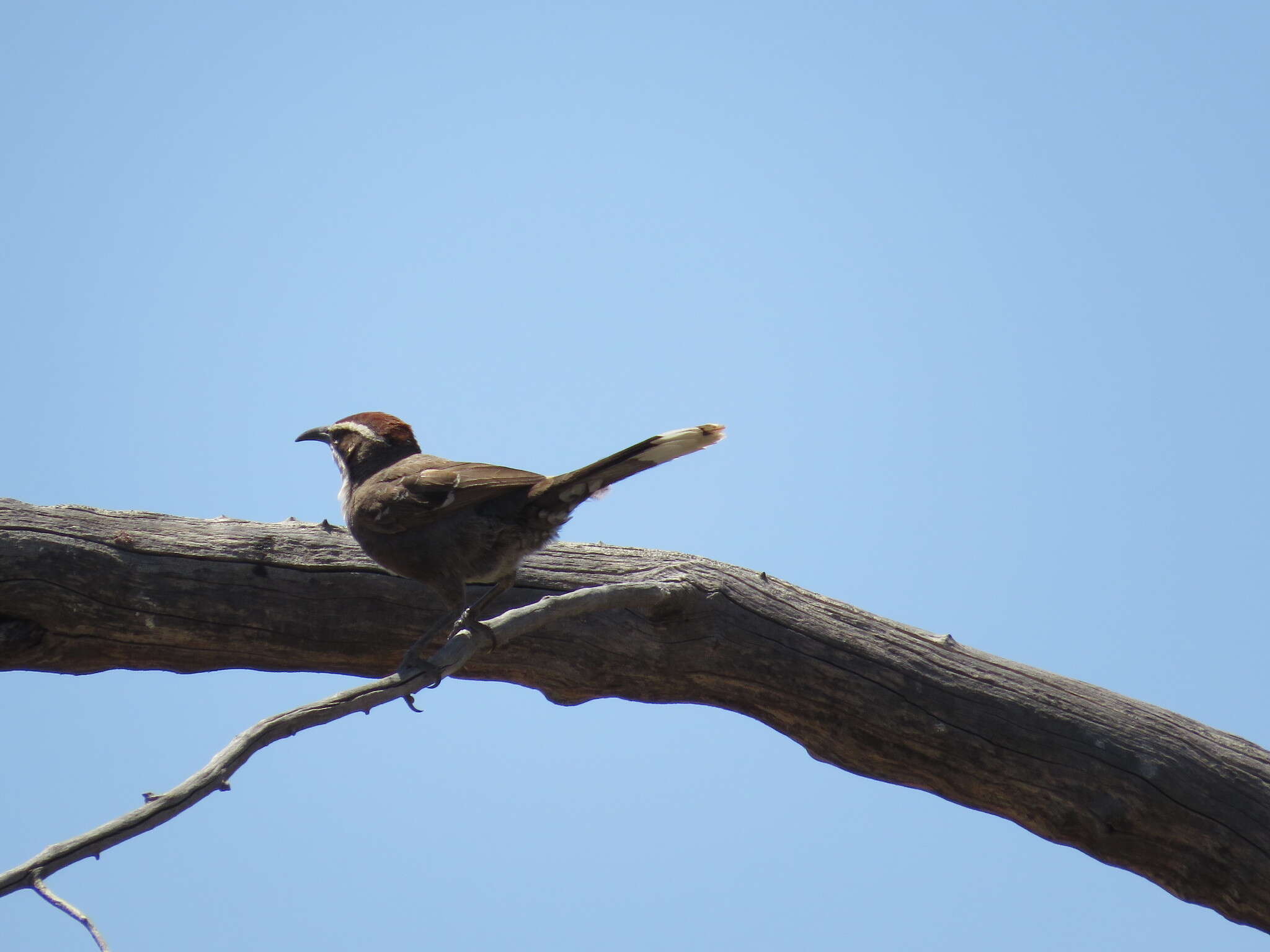 Image of Chestnut-crowned Babbler