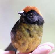 Image of Black-faced Brush-Finch