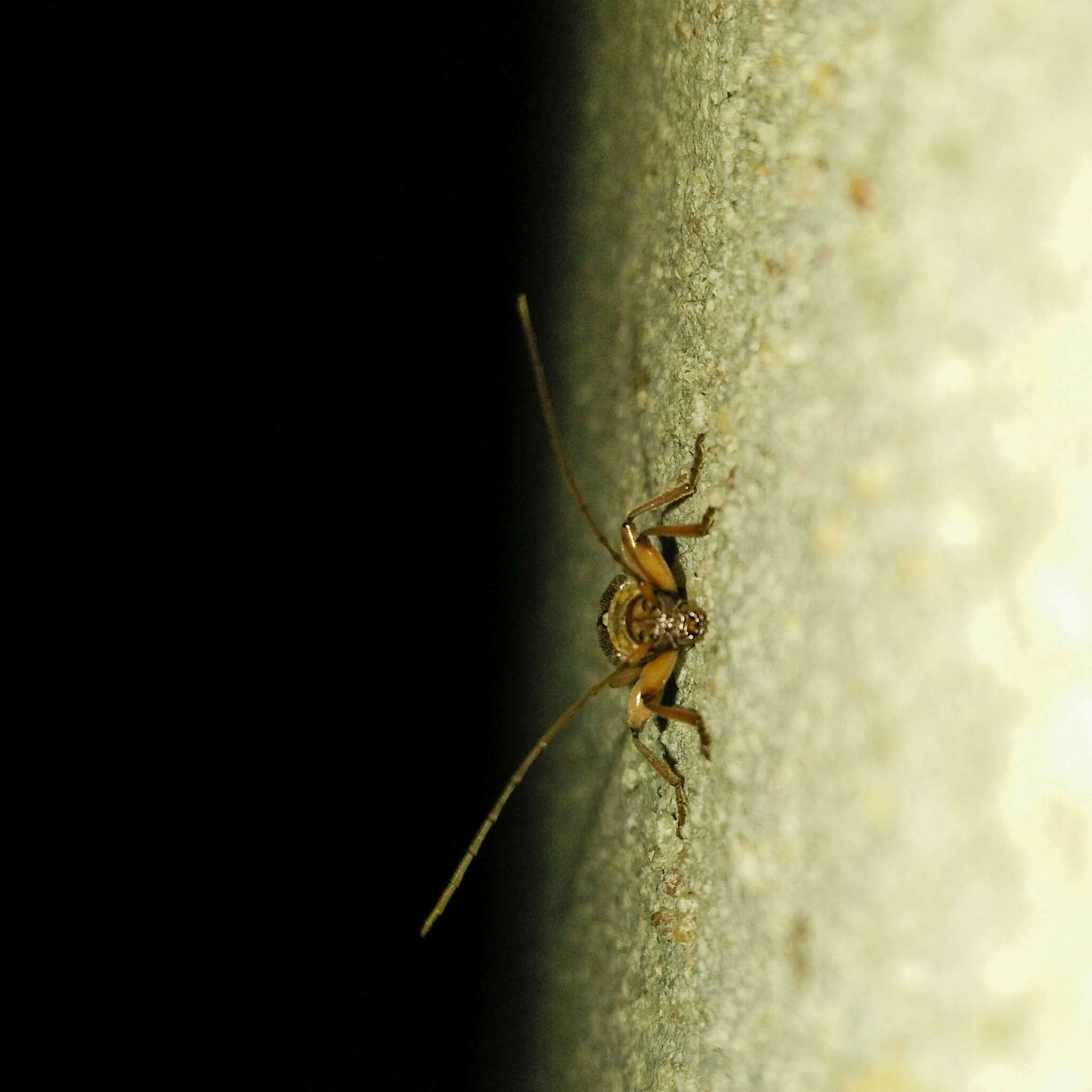 Image of Ceresium long-horned beetle