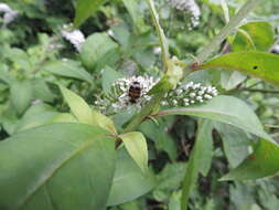 صورة Lysimachia clethroides Duby