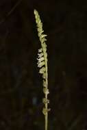 Spiranthes brevilabris var. floridana (Wherry) Luer resmi