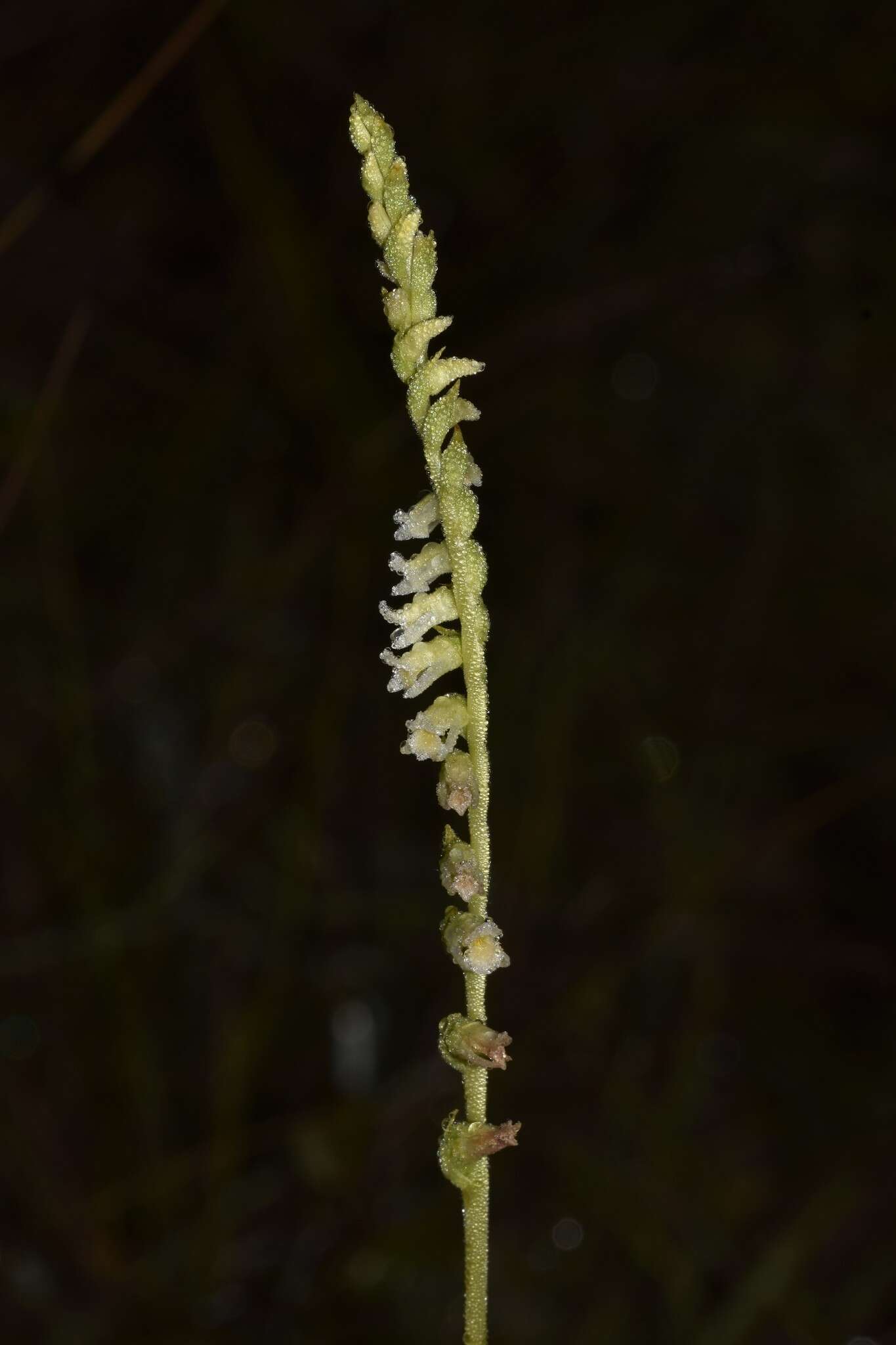 Spiranthes brevilabris var. floridana (Wherry) Luer resmi