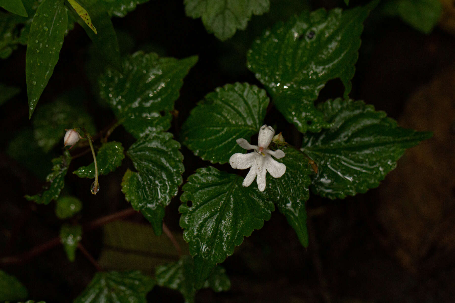 Image of Impatiens bequaertii De Wild.