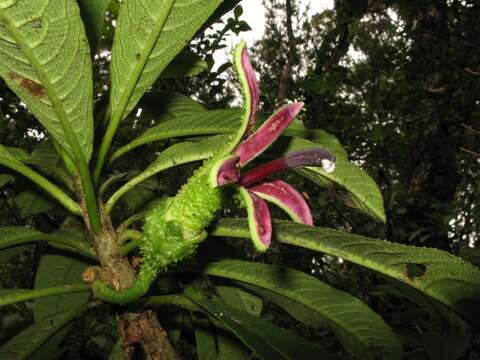 Image of Haleakala Clermontia