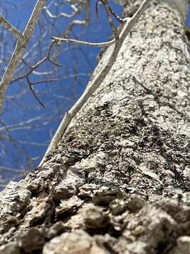 Image of anzia lichen