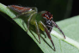 Artabrus erythrocephalus (C. L. Koch 1846) resmi