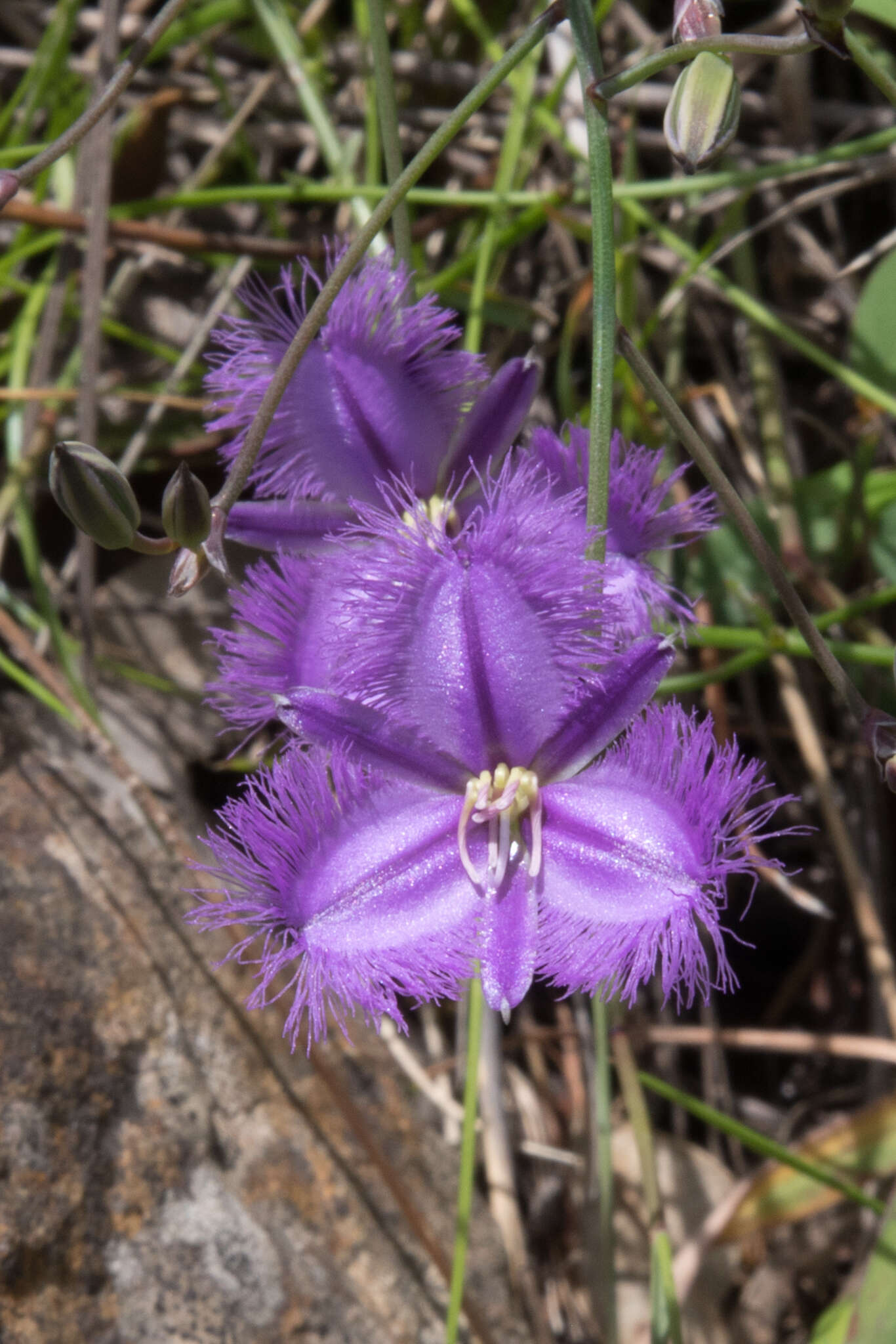 Image of Thysanotus tuberosus subsp. tuberosus