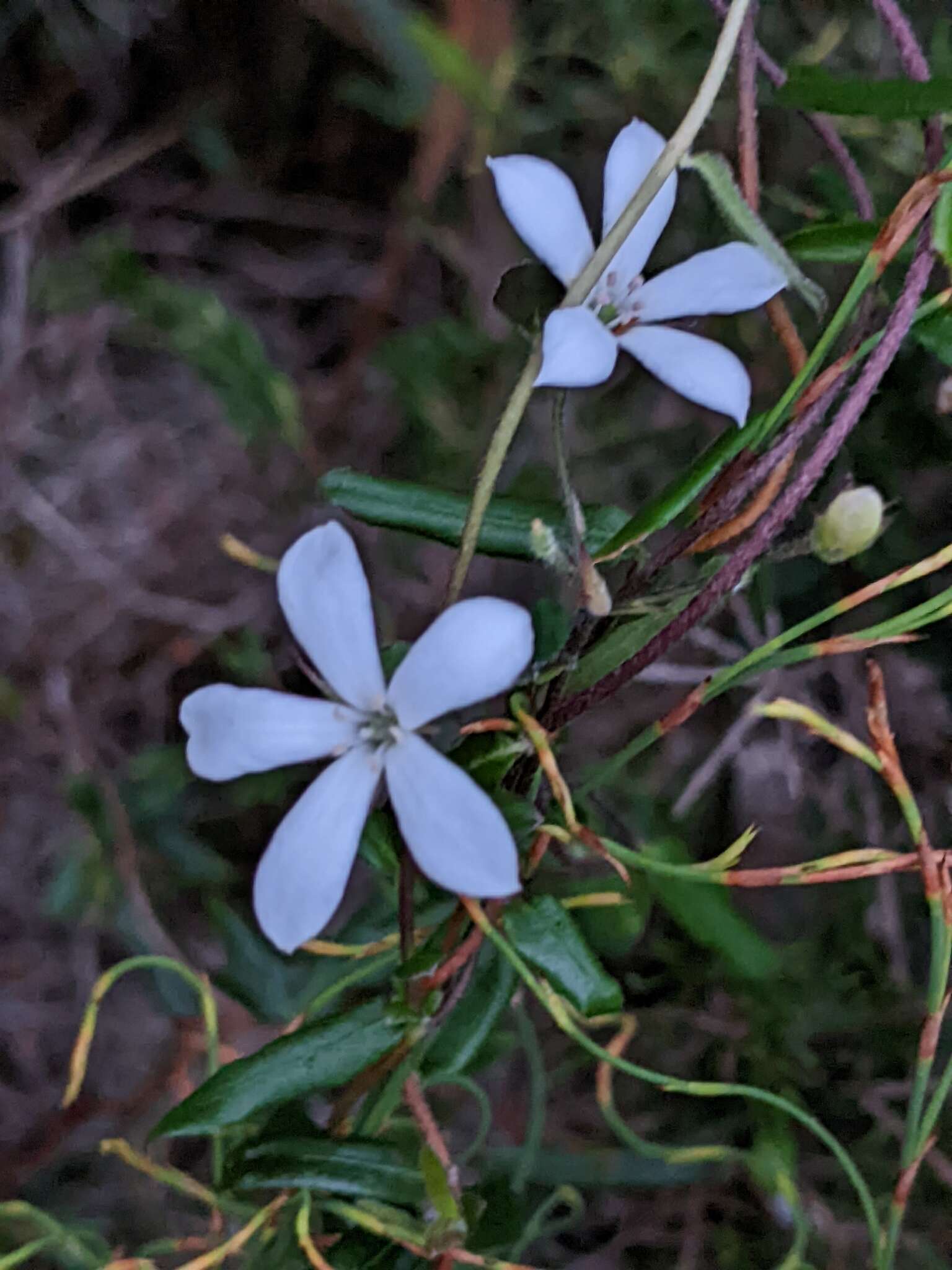 Image de Marianthus laxiflorus Benth.