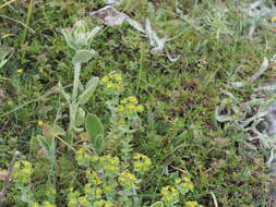 Image of Euphorbia amygdaloides subsp. amygdaloides