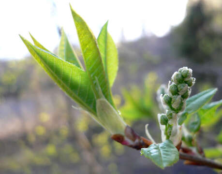 Image of Bird Cherry