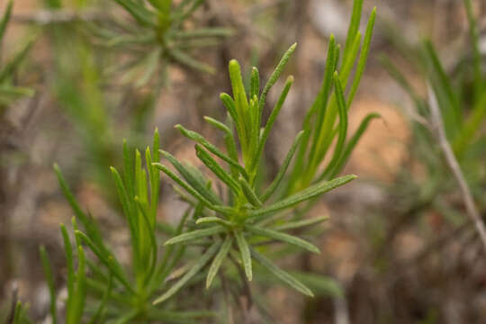 Image of Gutierrezia resinosa (Hook. & Arn.) Blake