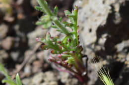 Image of Nevada gilia