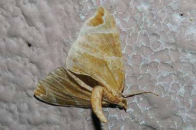 Image of Eulithis ledereri Bremer 1864