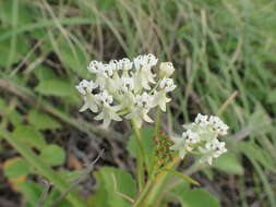 Plancia ëd Asclepias woodsoniana Standl. & Steyerm.