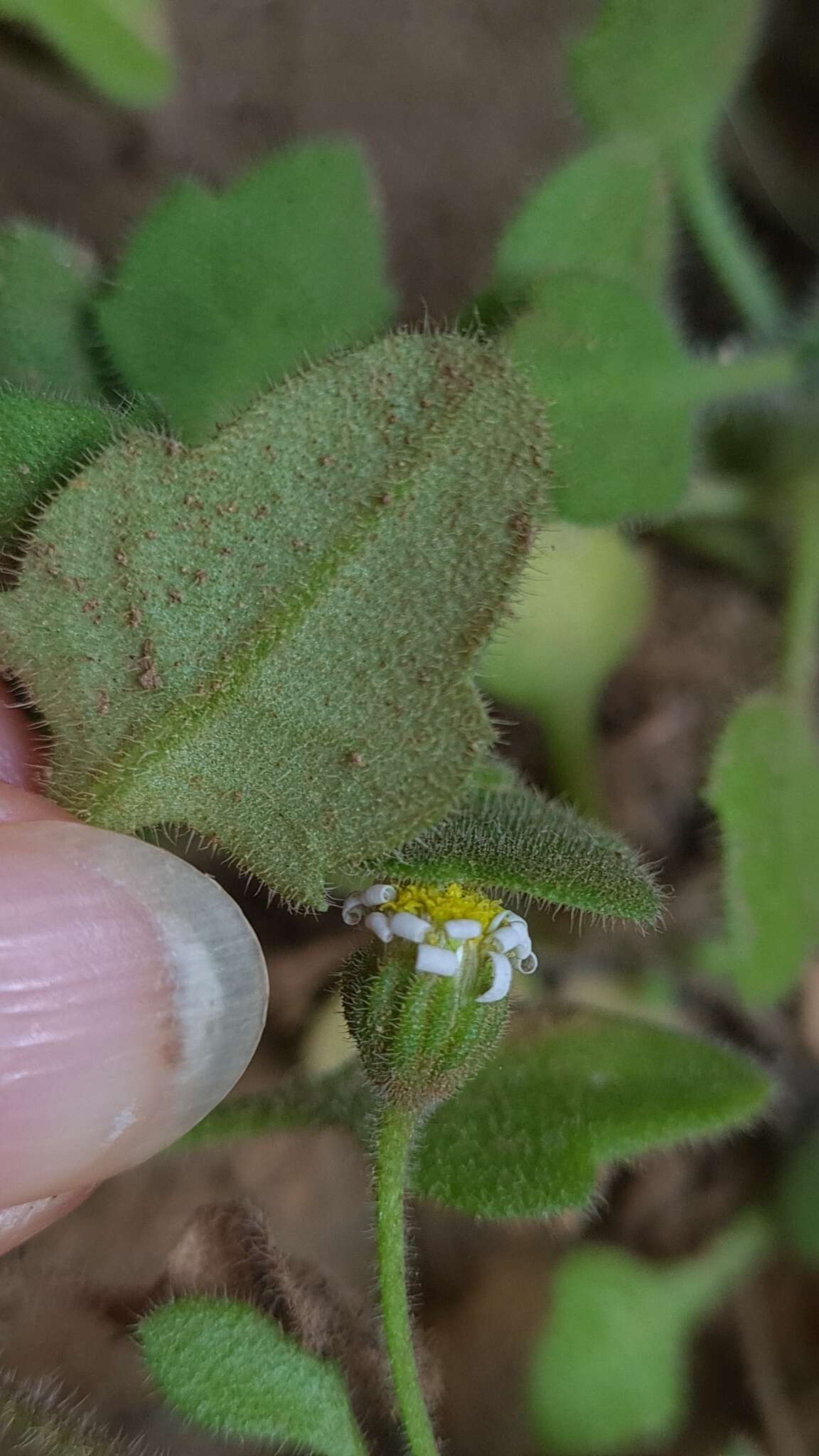 Image of Felicia cymbalariae (Ait.) H. Bol. & Wolley-Dod ex Adamson & Salter