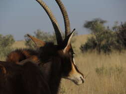 Image of Hippotragus niger niger (Harris 1838)