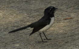 Image of Willie Wagtail