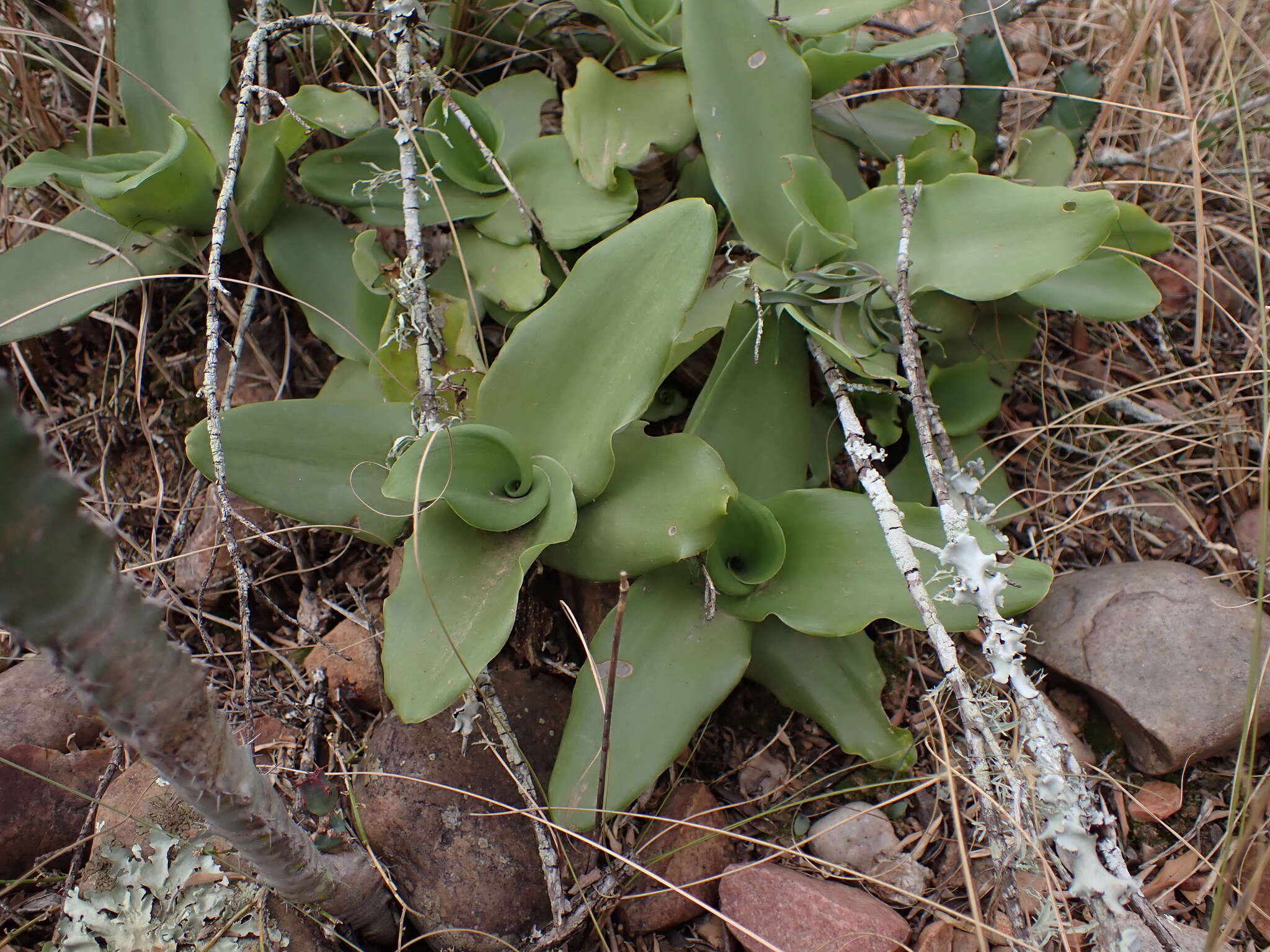 Image of Ledebouria nitida