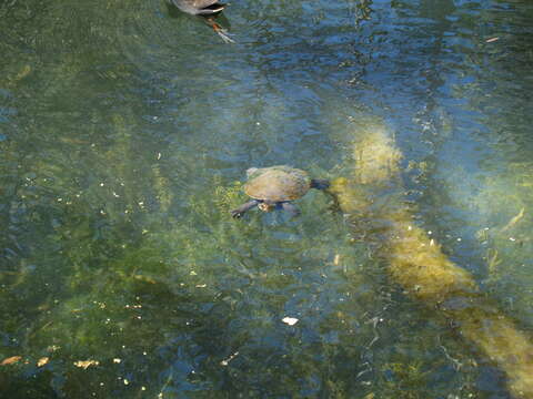 Image of Krefft's Short-necked Turtle