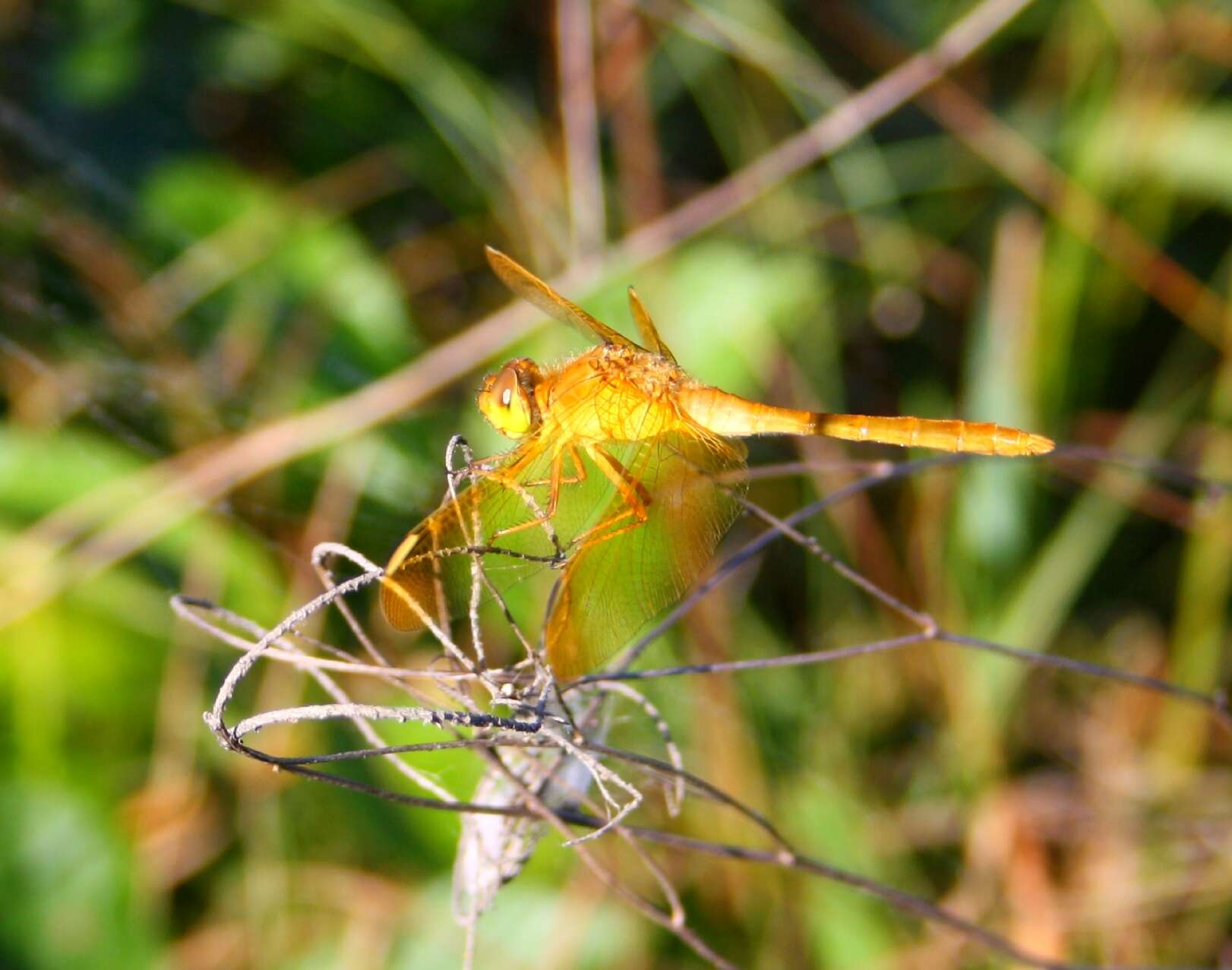 Image de Sympetrum uniforme (Selys 1883)