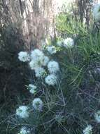 Image de Melaleuca rhaphiophylla Schau.