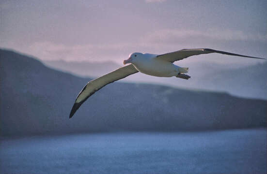 Image of Royal Albatross