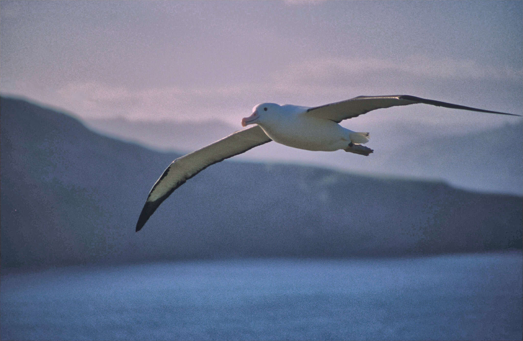 Image of Royal Albatross