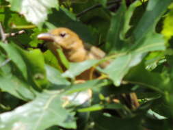 Image of Summer Tanager